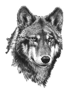 Wolf Png Isolated Hd (black, gray, white)