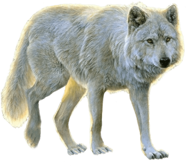 Wolf Png Isolated Image (black, gray, silver)