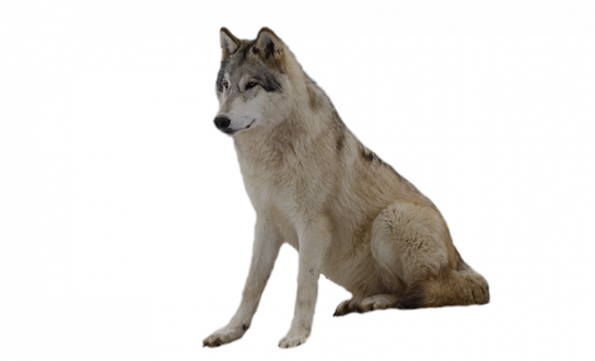 Wolf Png Isolated Photo (black, gray)