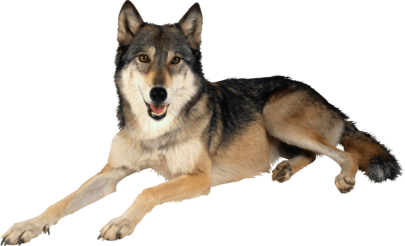 Wolf Png Isolated Pic (black)