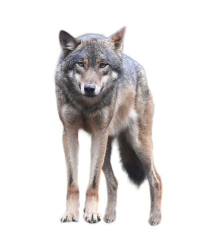 Wolf Png Picture (indigo, black, gray)