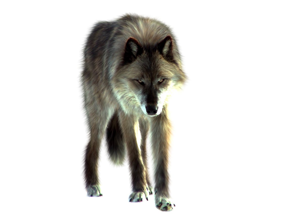 Wolf Png Transparent (black, white)