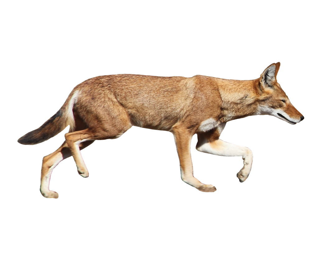 Wolf Transparent Png (black)