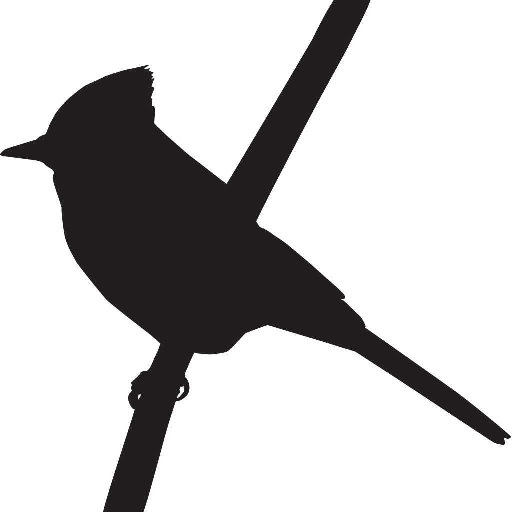 Collared Bush Robin Png (black, white)