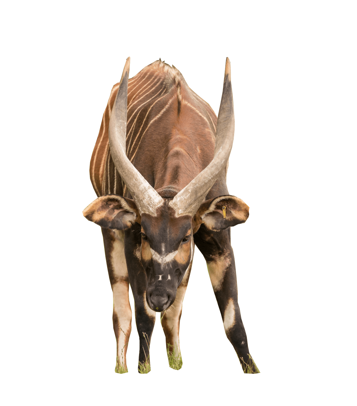 Hollow Horned Ungulates Png Clipart (gray)