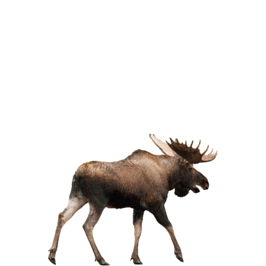 Hollow Horned Ungulates Png Hd (black)