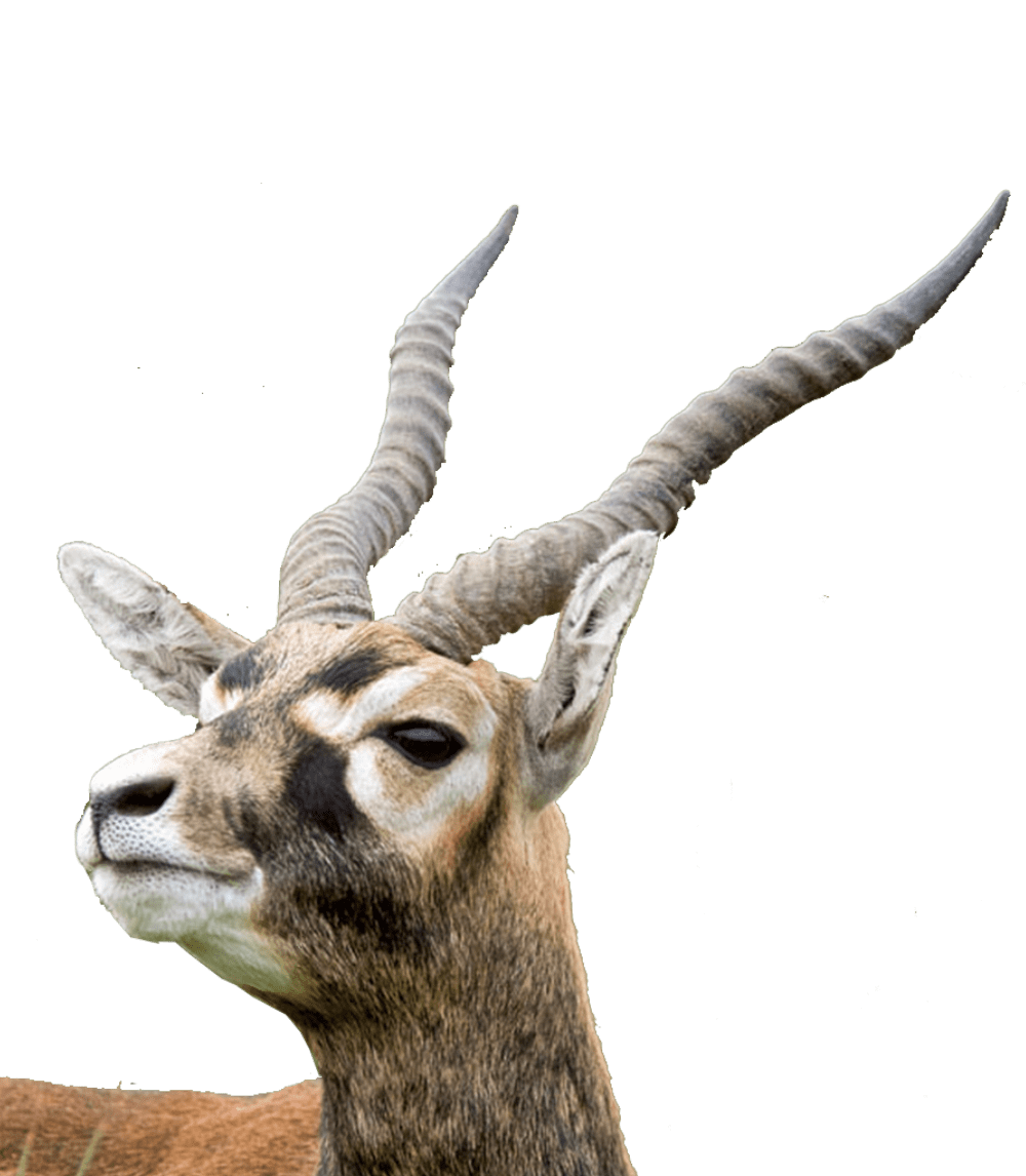 Hollow Horned Ungulates Png Isolated Hd (gray)