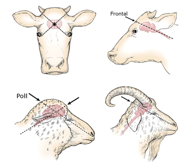 Hollow Horned Ungulates Png Transparent (white, indigo, lavender, black, silver)