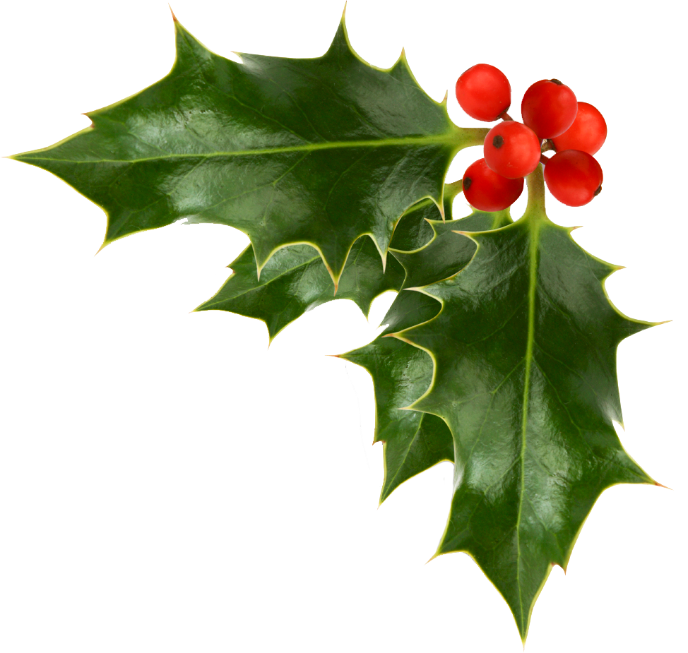 Holly Christmas Png Image (black, white)