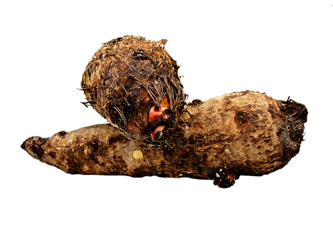 Colocasia Root Png Image (black)