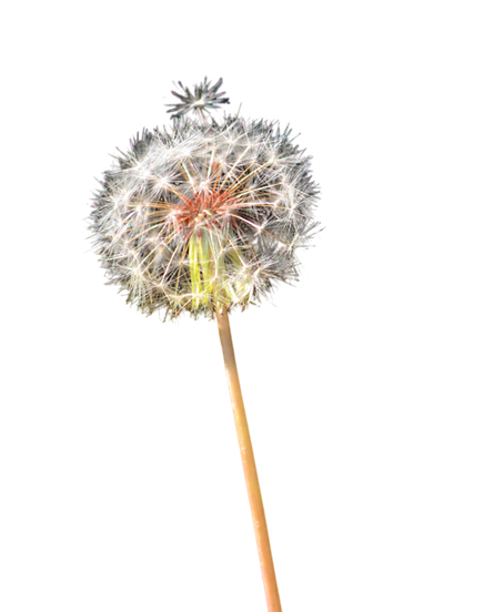 Colored Dandelion Png Clipart (black, silver)