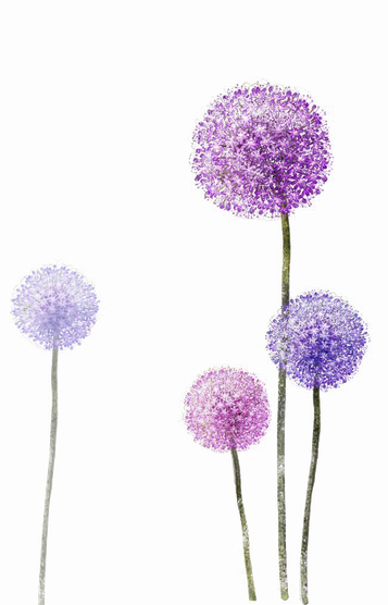 Colored Dandelion Png Photos (white)