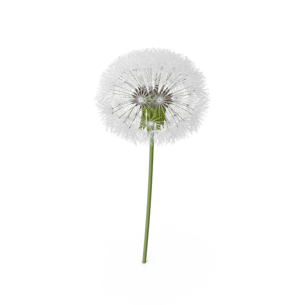 Colored Dandelion Png Transparent Image (lavender, white)