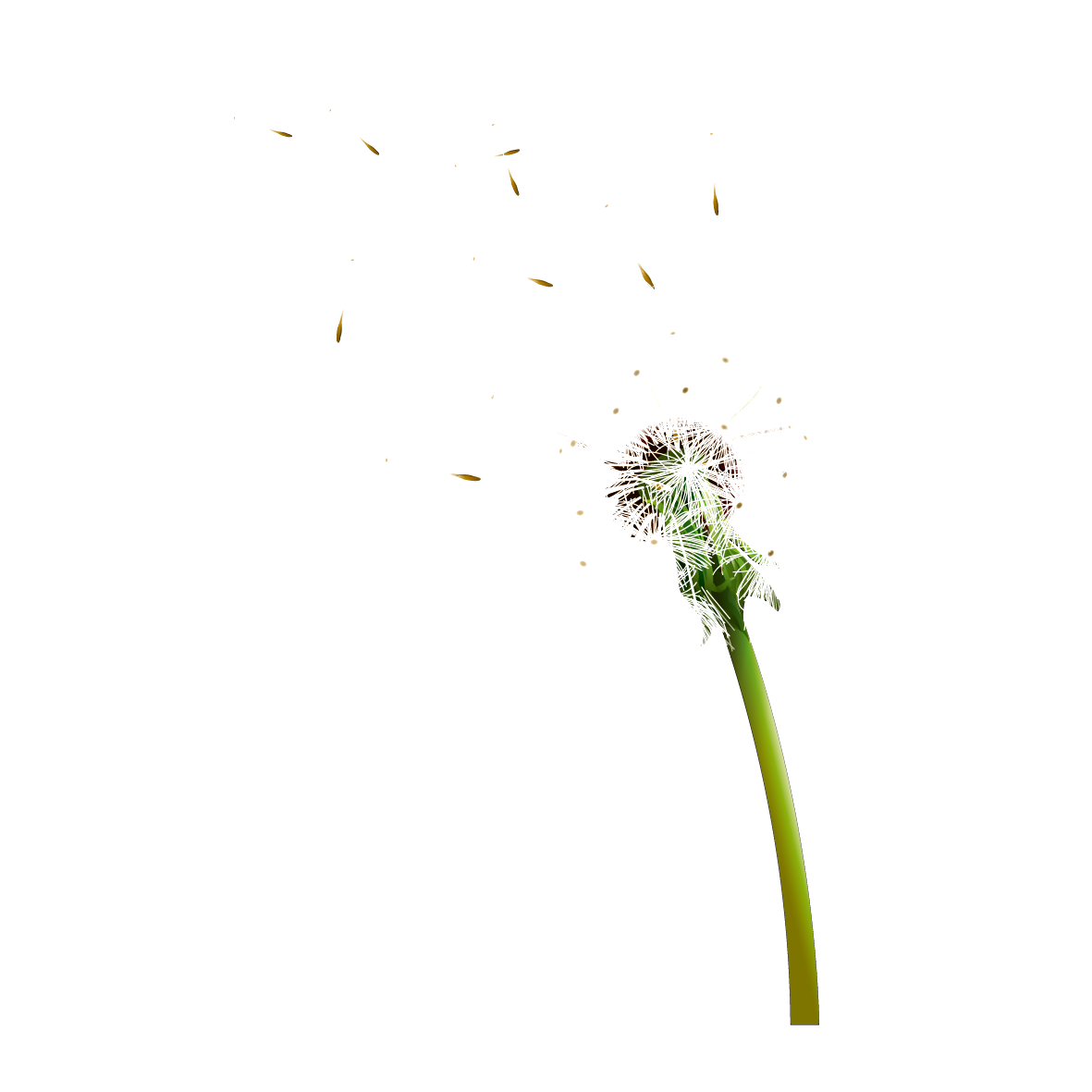 Colored Dandelion Transparent Background (white)