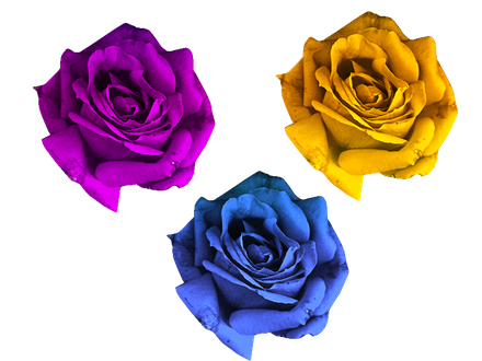 Colorful Rose Flower Transparent Background (gold, black, purple)