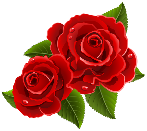 Colorful Rose Flower Transparent Png (maroon, white)