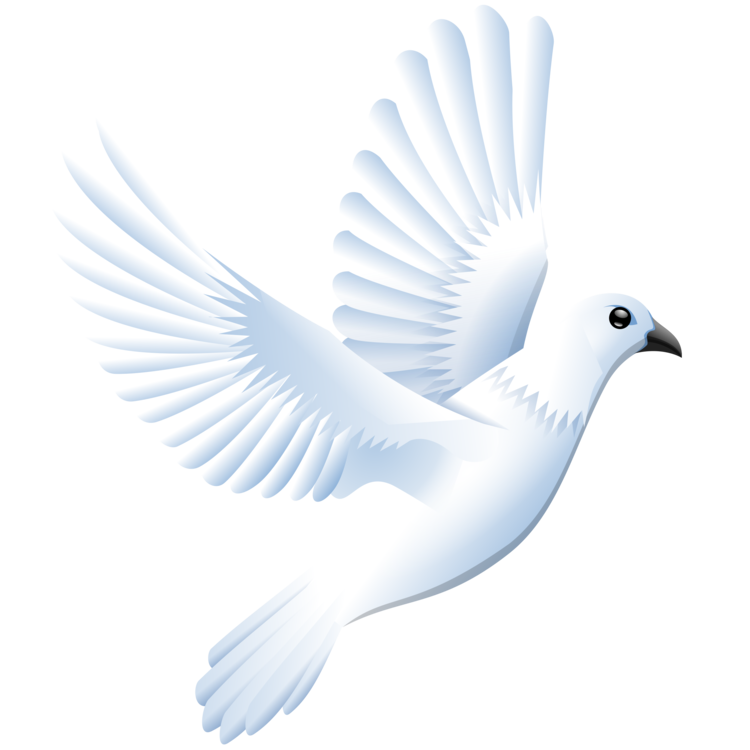 Columbidae Png Isolated Pic (lavender, black, white)