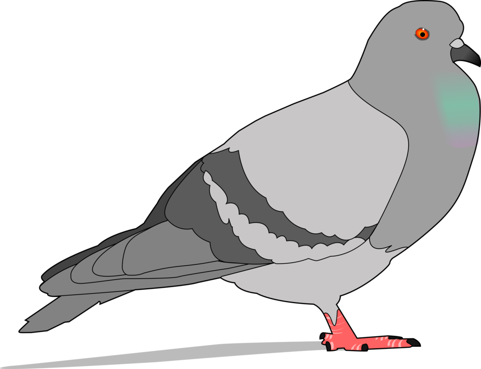 Columbidae Png Photo (gray, black, silver)