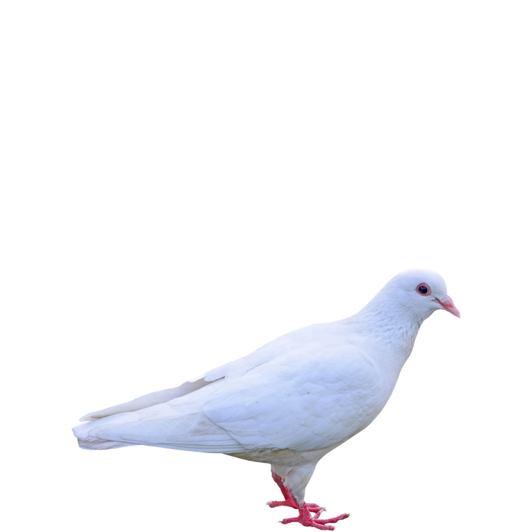 Columbidae Png Pic (lavender, black)