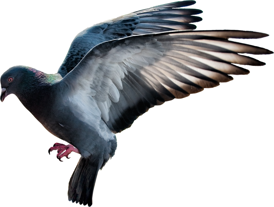 Columbidae Png Picture (gray, black, indigo)