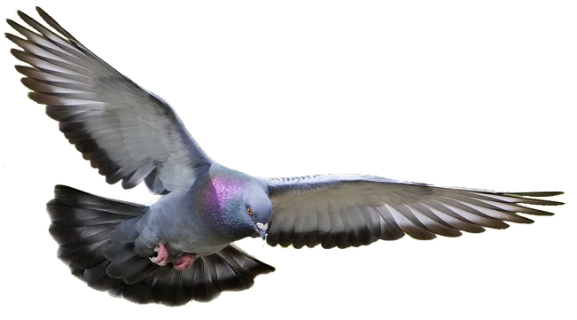 Columbidae Pigeon Png Image (black)