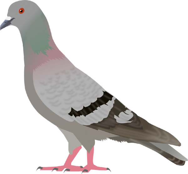 Columbidae Transparent Png (gray, black, silver)