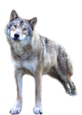 Wolve Png Image (black)