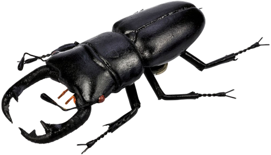 Polyphaga Beetle Transparent Png (black)