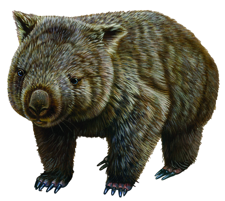 Wombat Png Hd (black)