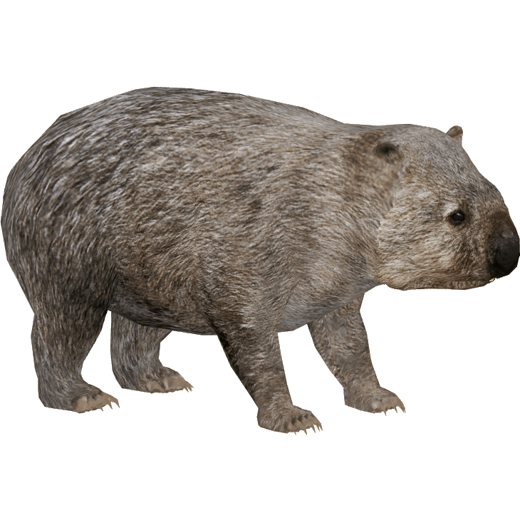 Wombat Png Image (gray)