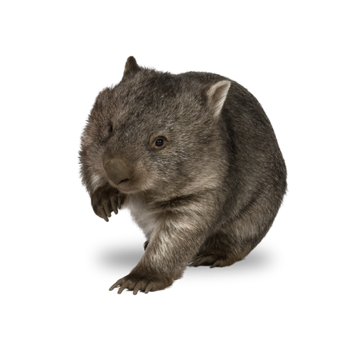 Wombat Png Transparent Image (indigo, olive, black, white)