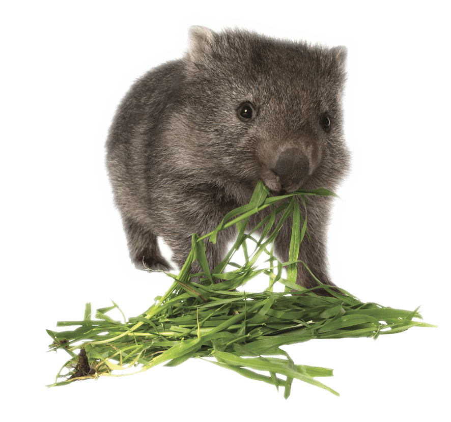 Wombat Transparent Background (gray, white)