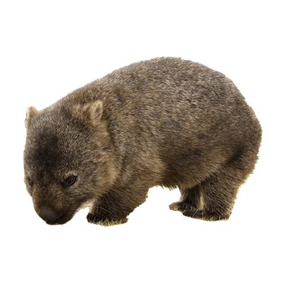 Wombat Transparent Png (olive, gray)