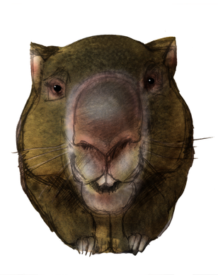 Wombats Png Picture (black, gray)