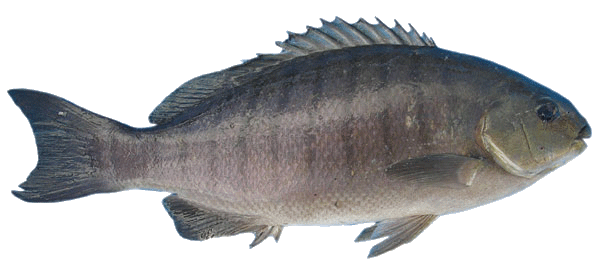 Common Bream Download Png Image (gray, white, indigo, silver)