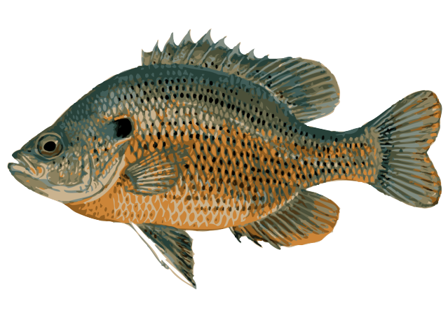 Common Bream Png Clipart (black, white, gray, salmon)