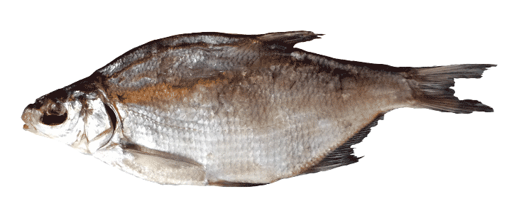 Common Bream Png Free Download (black, white)