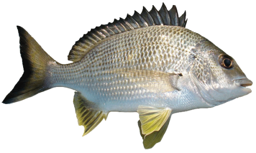 Common Bream Png Hd (black, white, gray, silver)