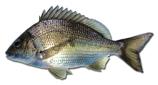 Common Bream Png Isolated Image (black)