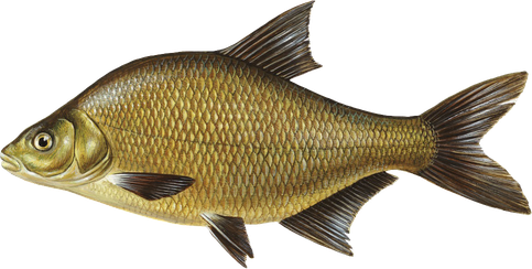 Common Bream Png Isolated Photo (olive, black, indigo)