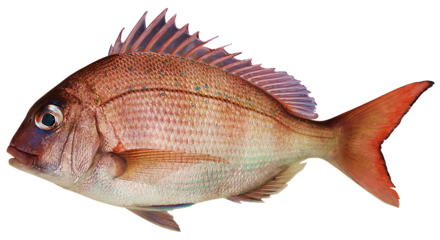 Common Bream Png Photo (gray, black, silver)