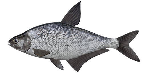 Common Bream Png Pic (black, indigo, silver)