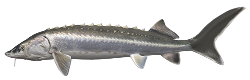 Common Bream Png Picture (indigo, gray, lavender, beige, white)