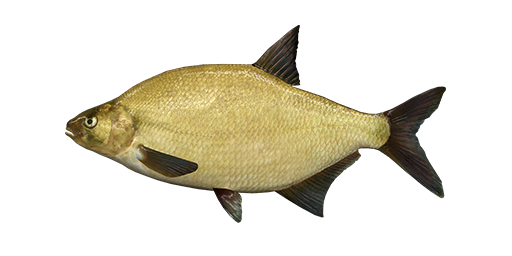 Common Bream Png Transparent (olive, black, white, maroon, silver)