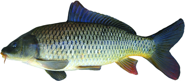 Common Carp Png Hd Isolated (black)