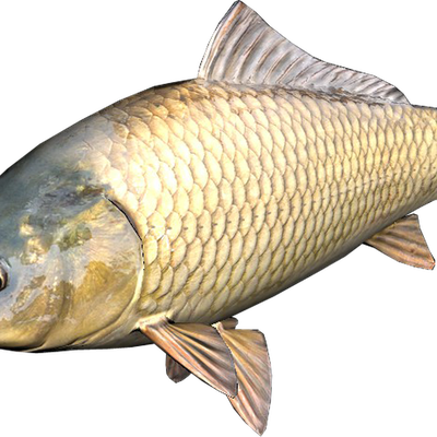 Common Carp Png Hd (beige, black)