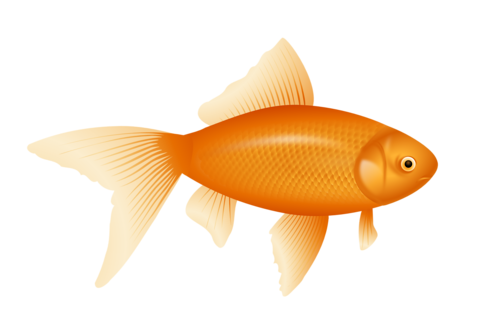 Common Carp Png Image (orange, black)