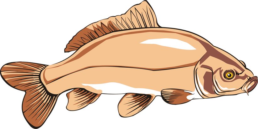 Common Carp Png Isolated Image (black, pink, white)