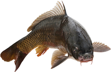 Common Carp Png Isolated Pic (gray, black, indigo)