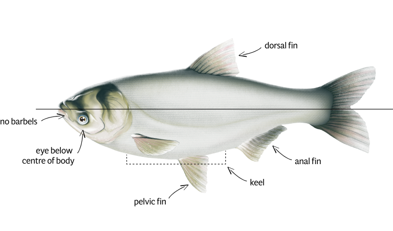 Common Carp Png Pic (lavender, black)